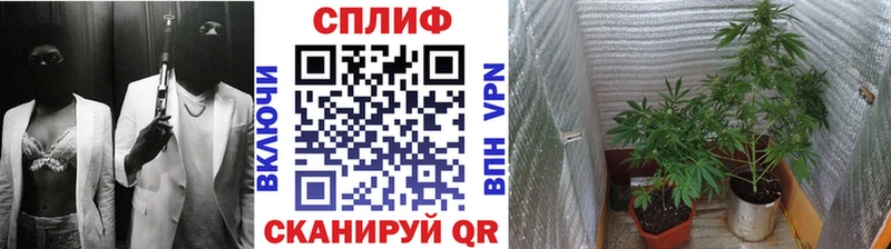 Шишки марихуана Amnesia  где купить наркотик  Алексин 